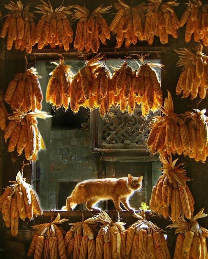 Кот и кукуруза