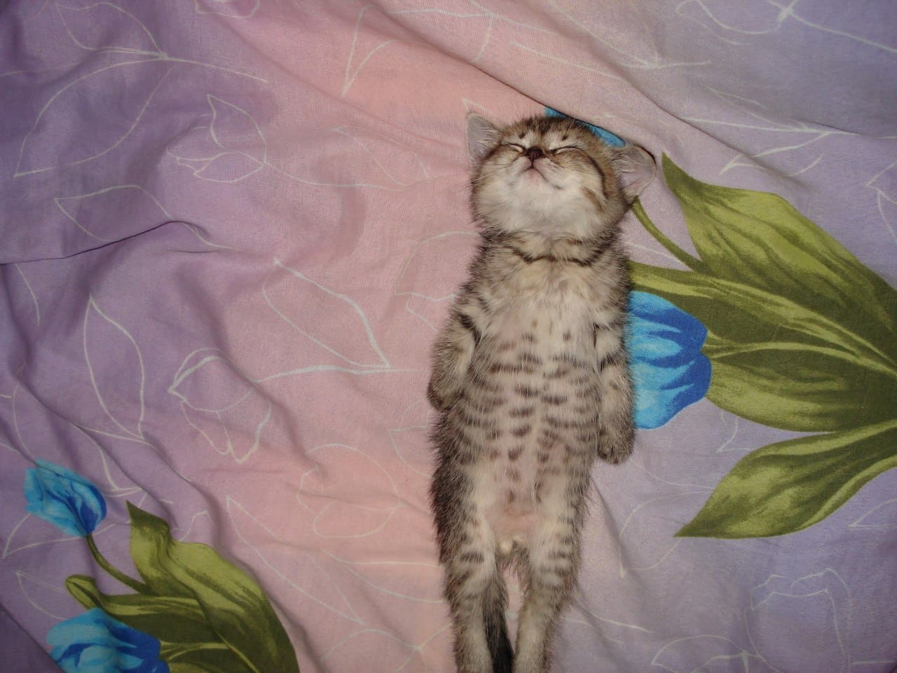 Полосатенький спящий кисулик