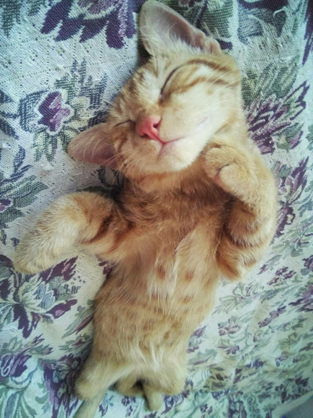 Рыжий спящий котёнок