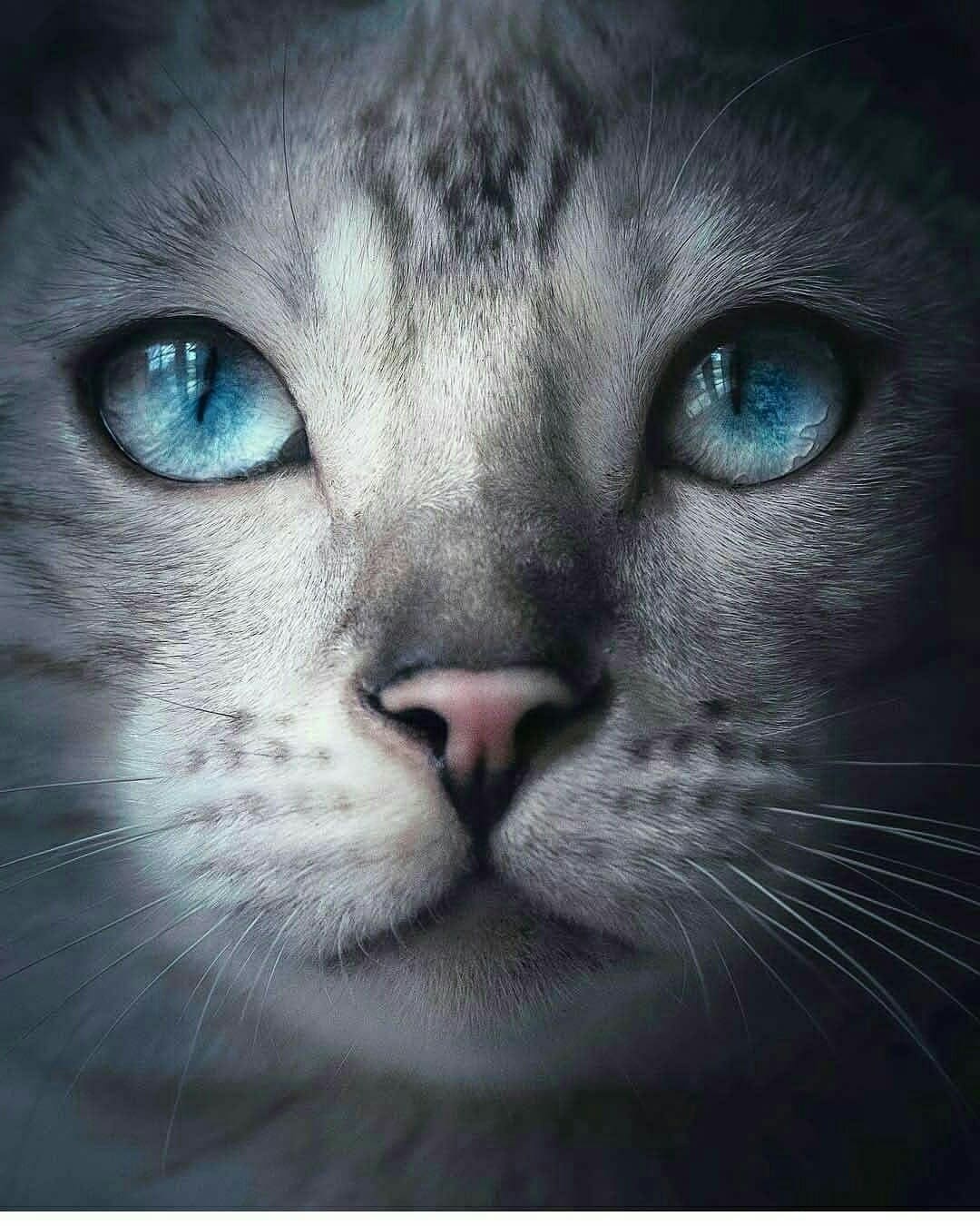 Серый кот с голубыми глазами