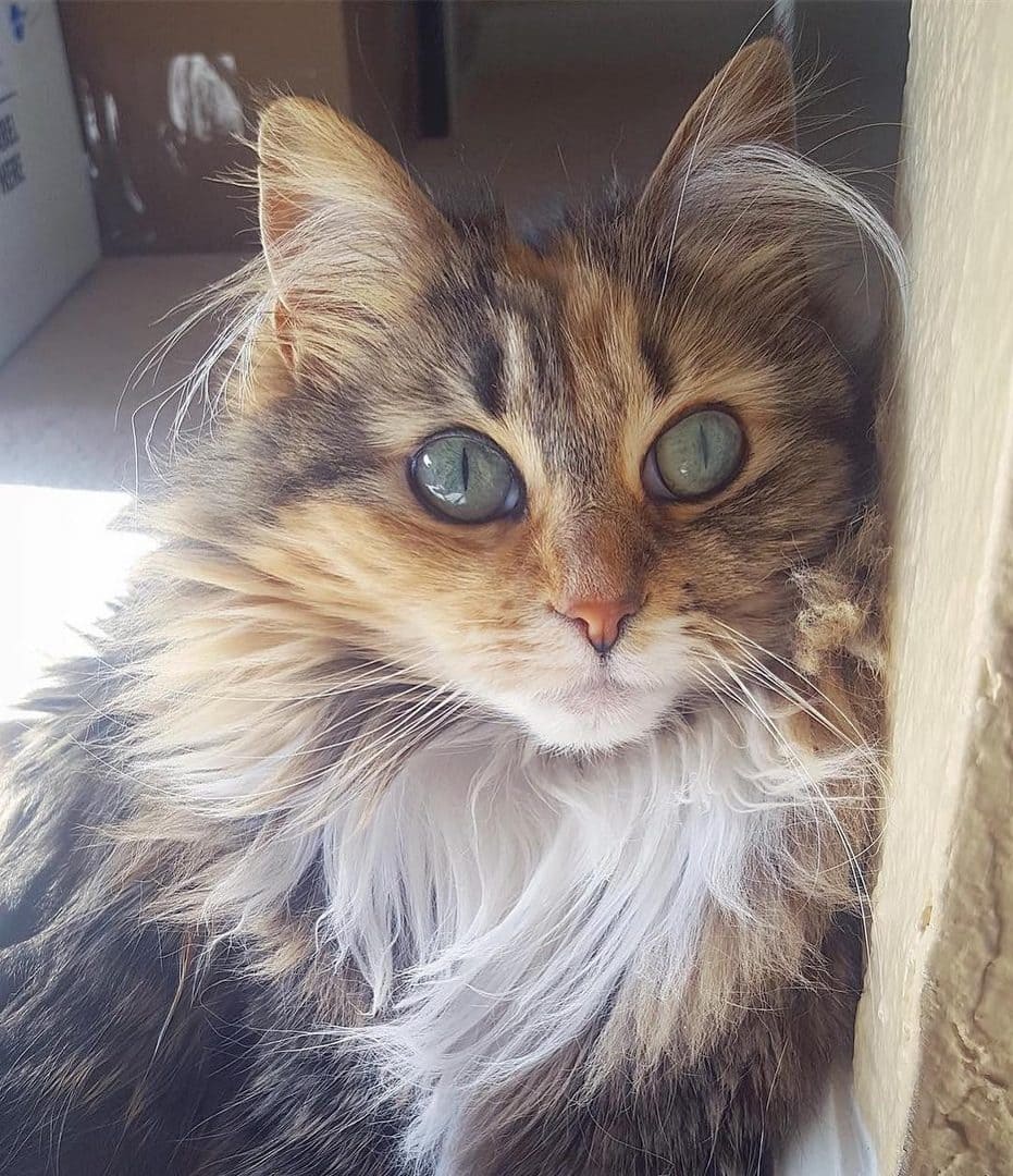 Пушистая красотуля с беленькой грудкой