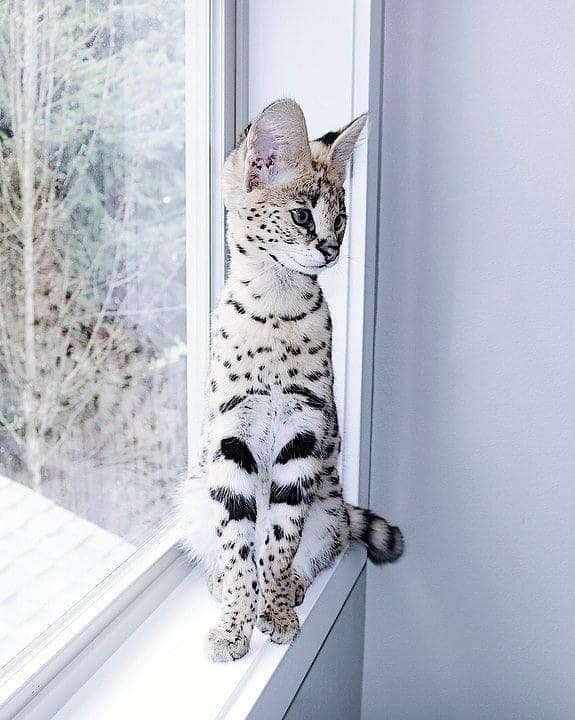 Сервал скучает у окна