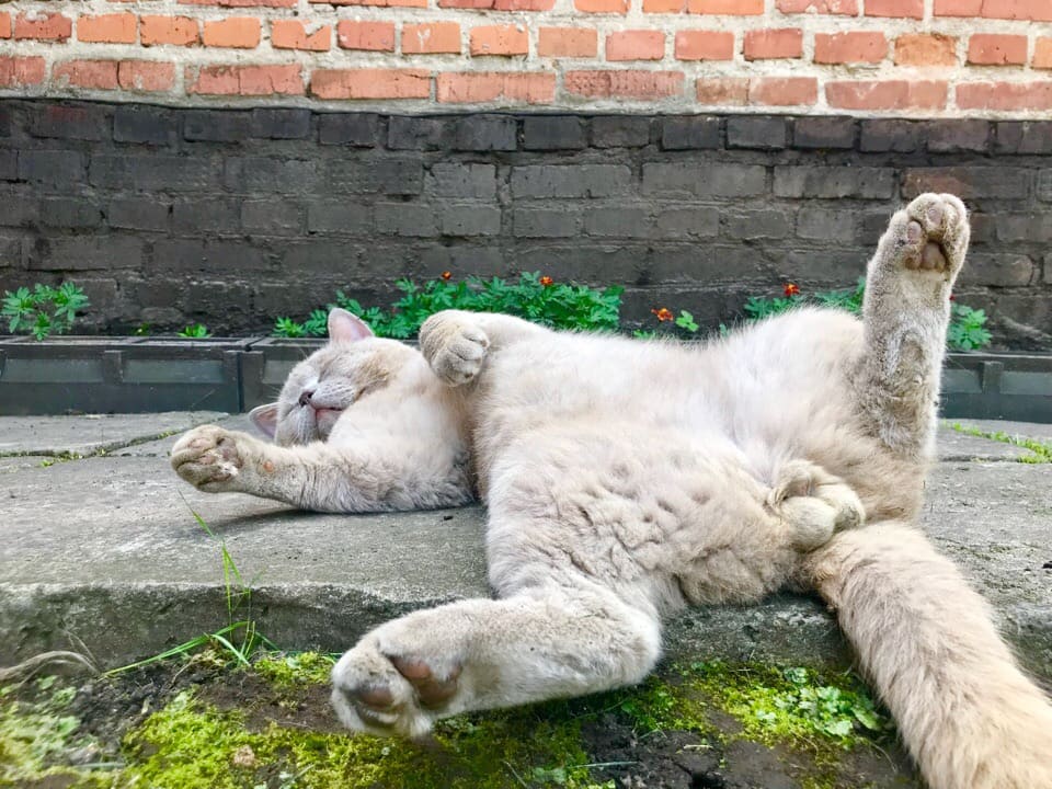 Серый кот спит на дорожке