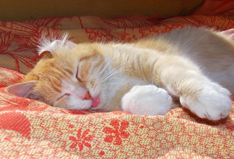 Рыжий с белым котик показывает язык