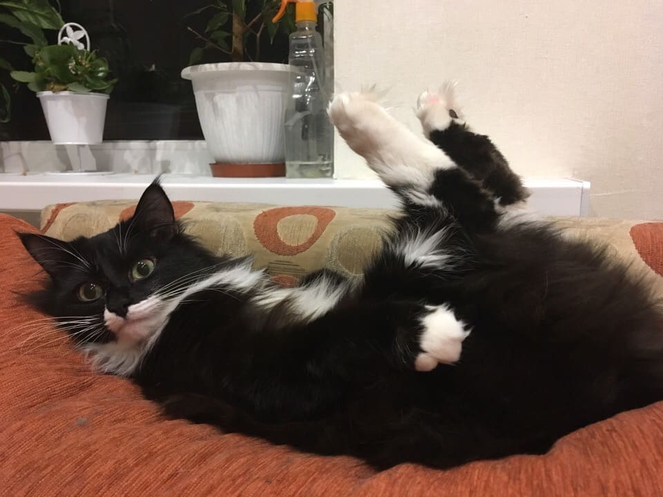 Подкачаю пресс к весне