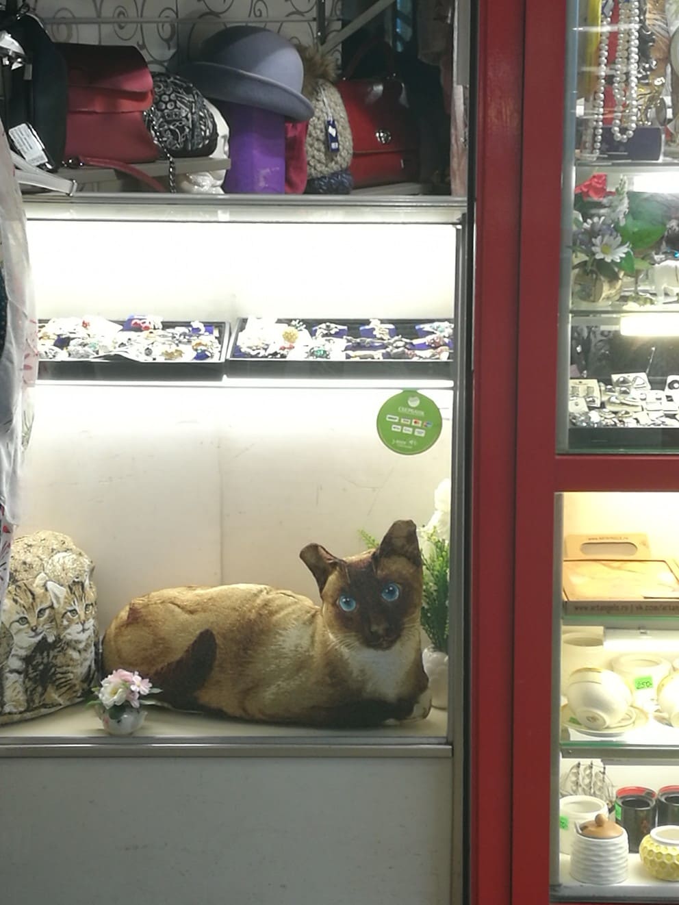 Сиамская кошечка на витрине