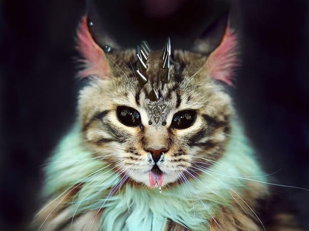 Кот с пирсингом