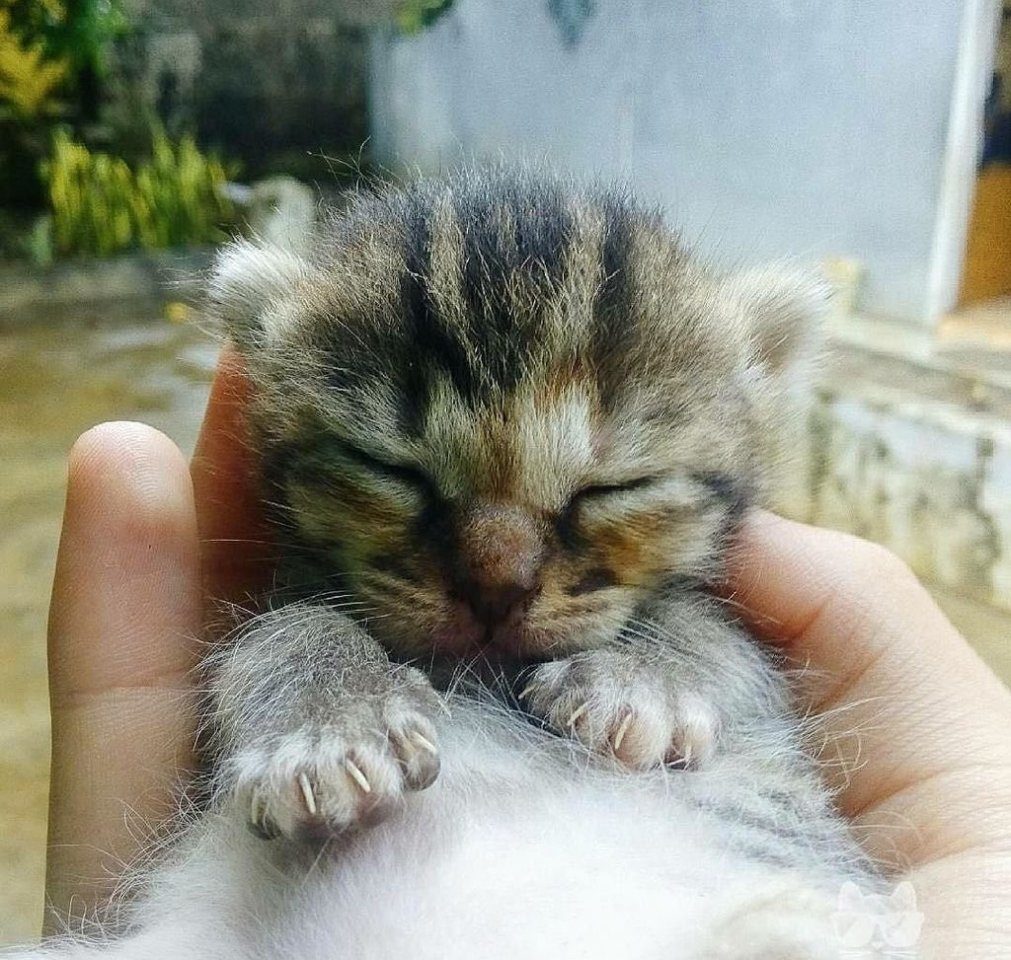 Маленький котёнок спит на ладошке