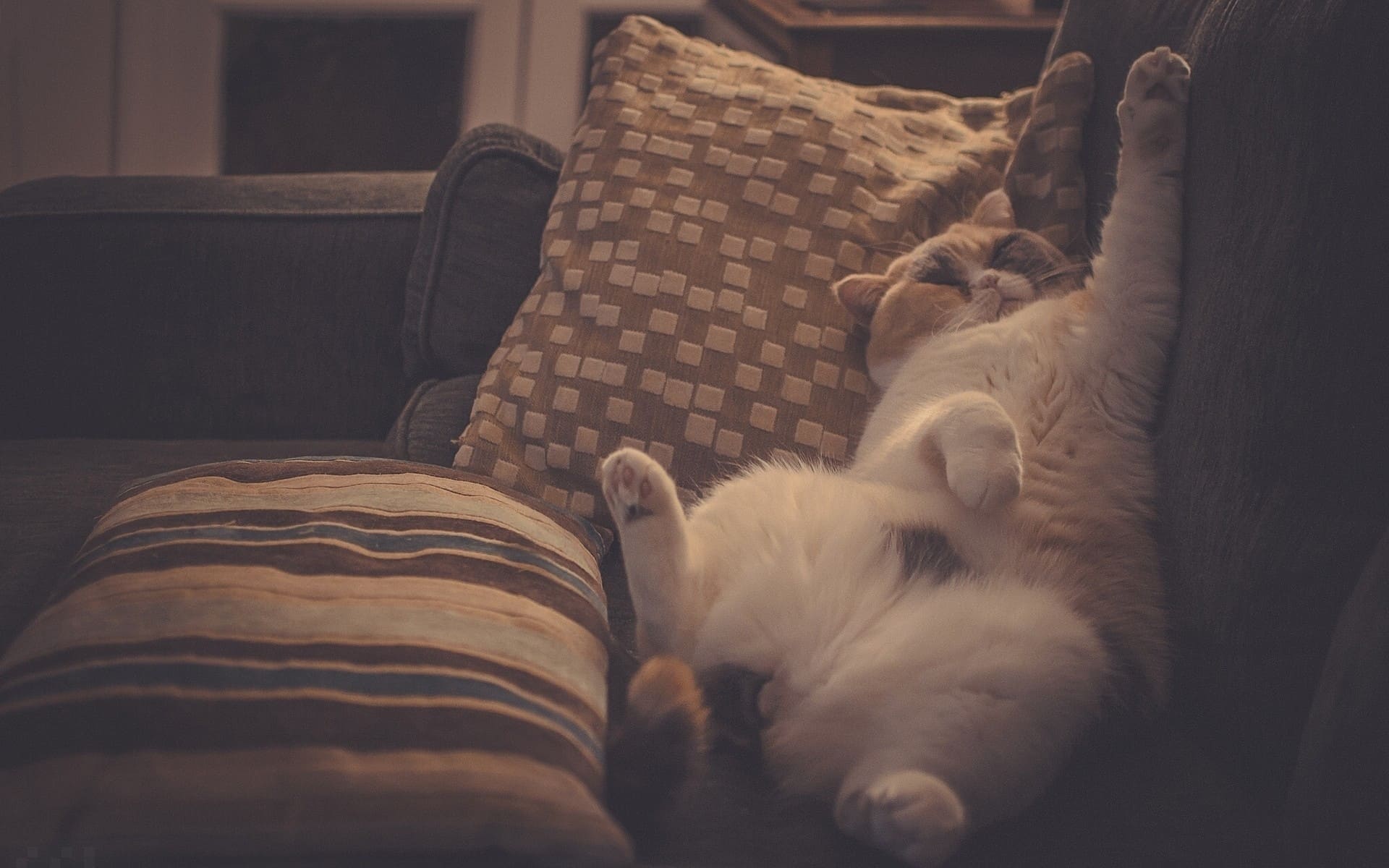 Рыжий с белым котяра на диване