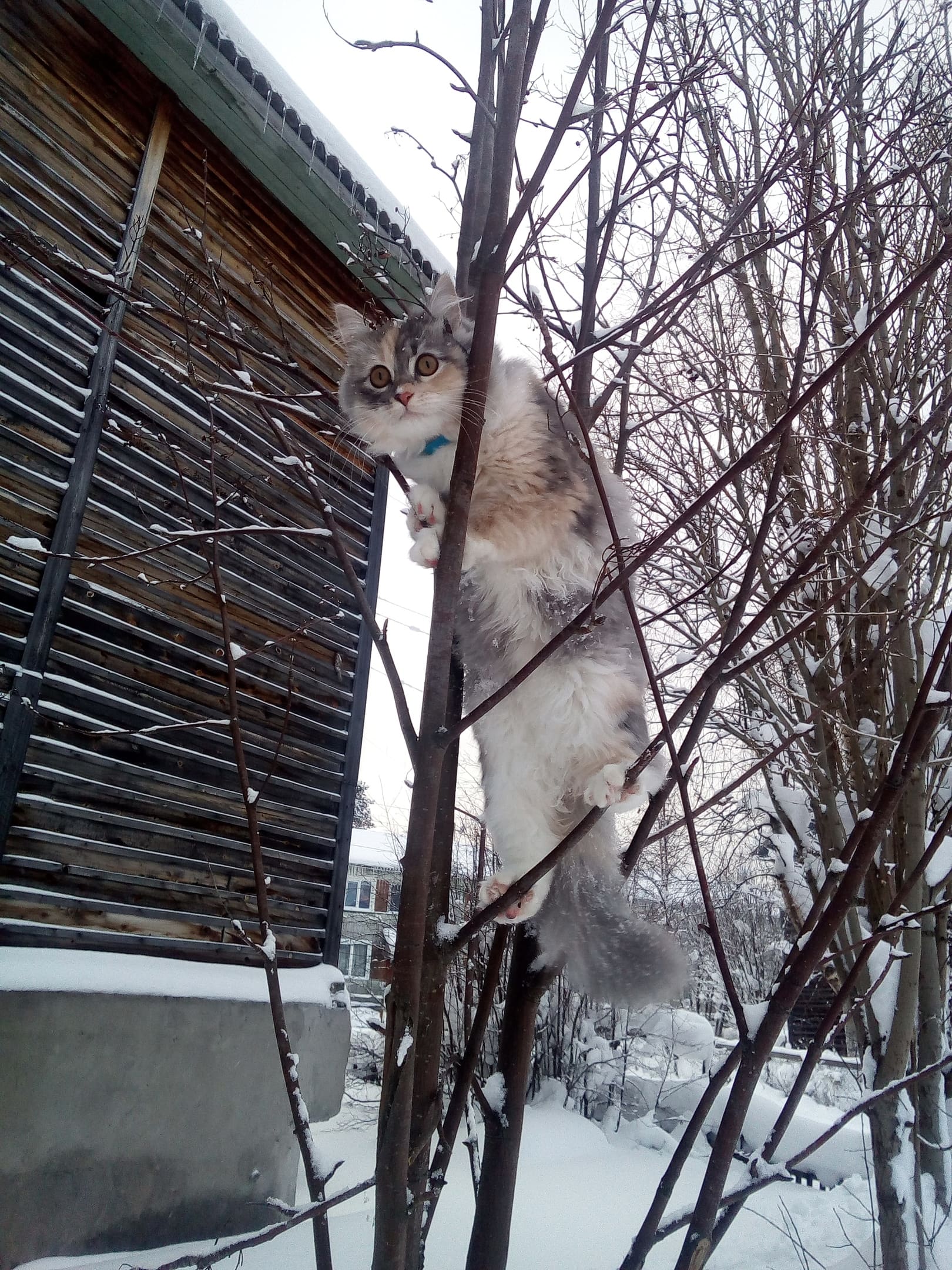 Трёхцветная кошечка на дереве