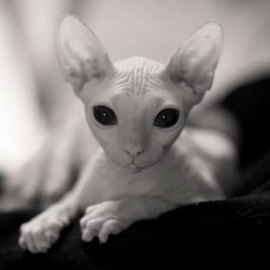 Лысая кошечка инопланетянка