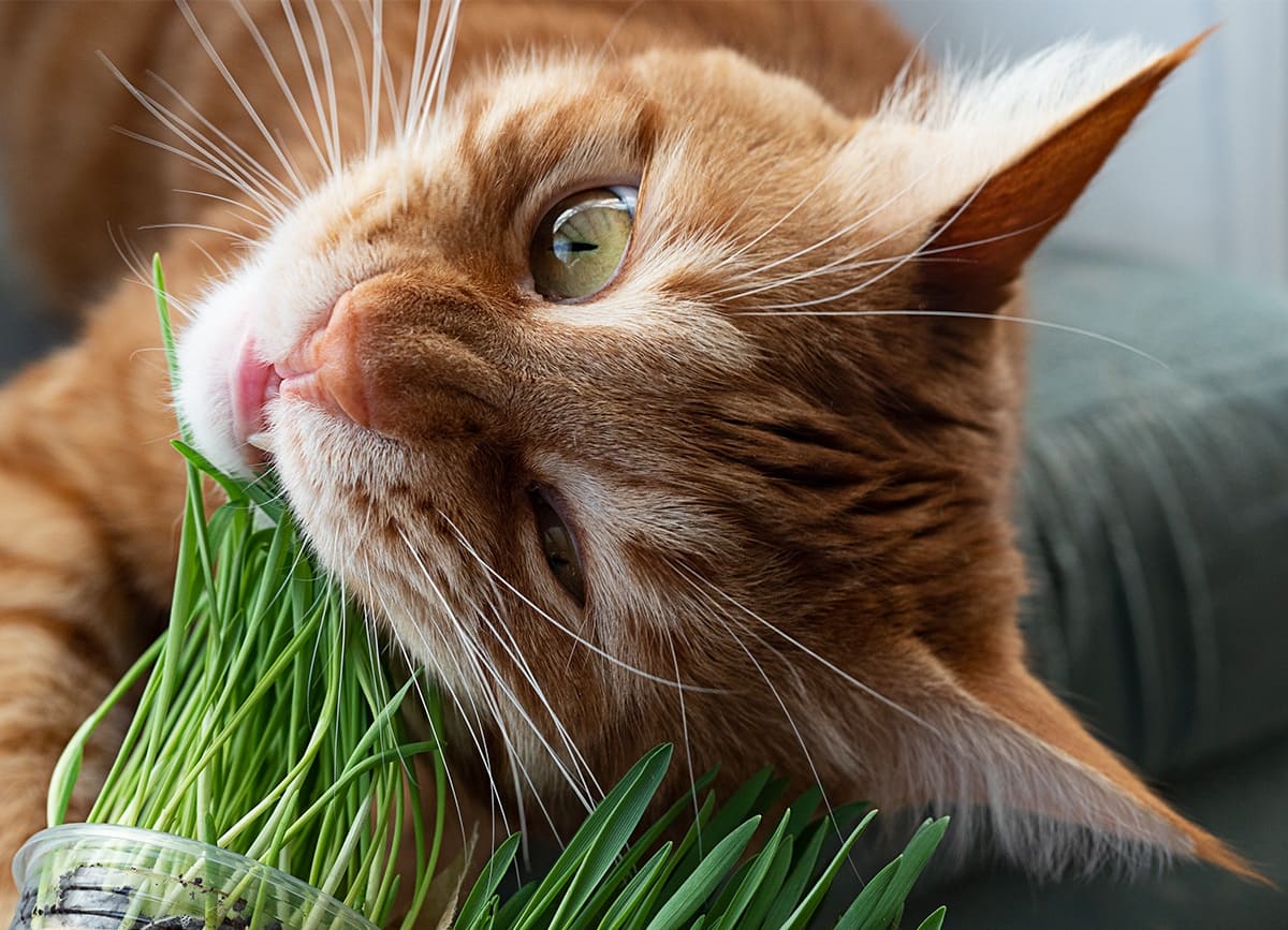 Рыжий кот и травка