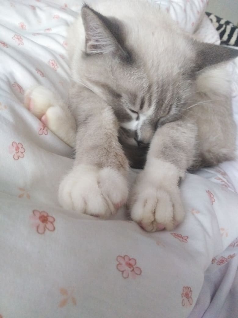 Серенький котёночек спит