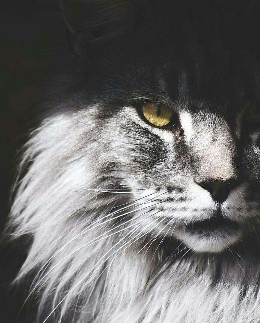 Пушистый серый кот