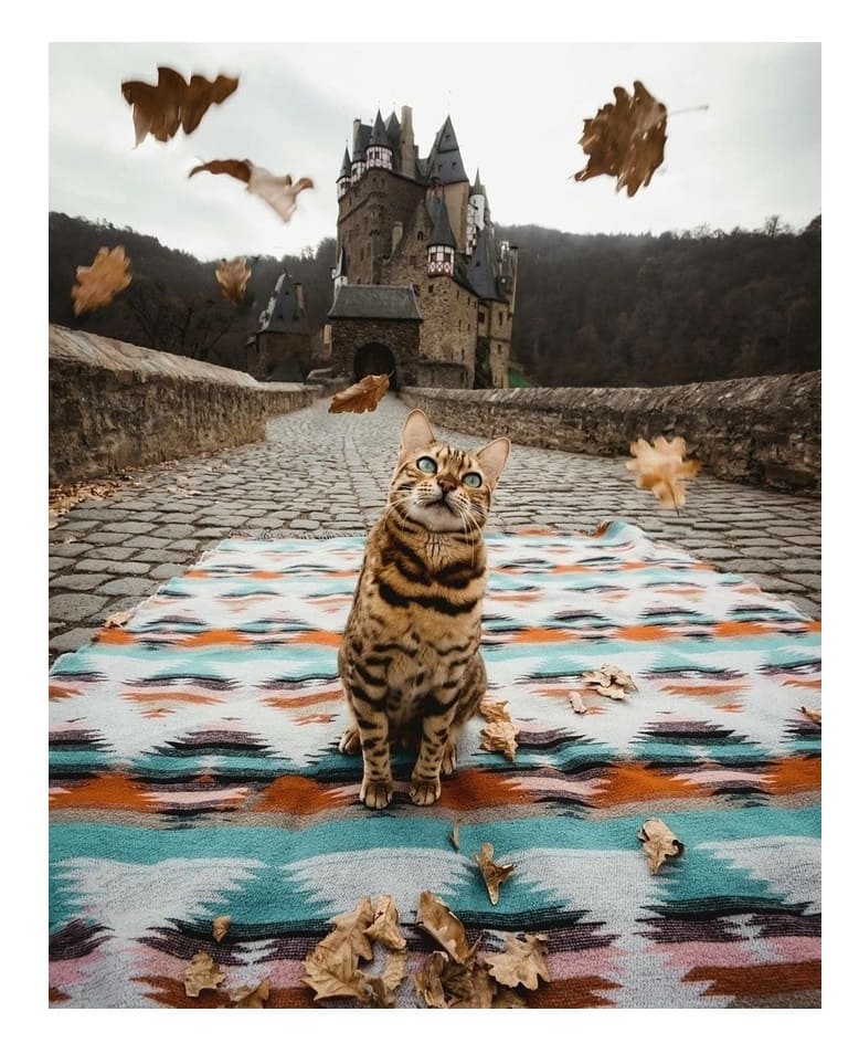 Полосатый кот наблюдает за листьями