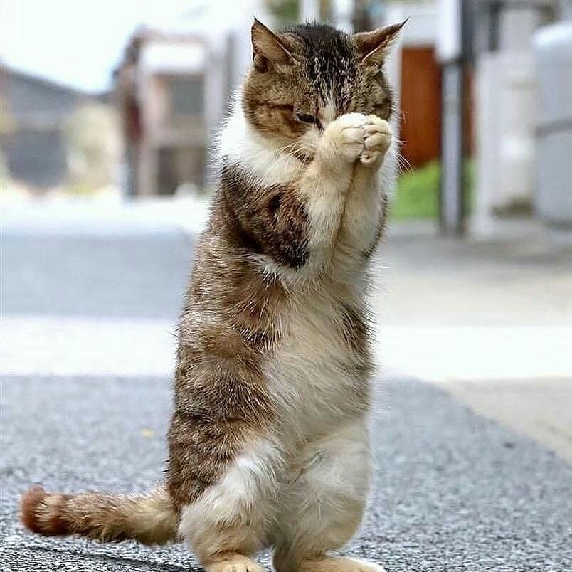 Высшие силы пошлите благополучия