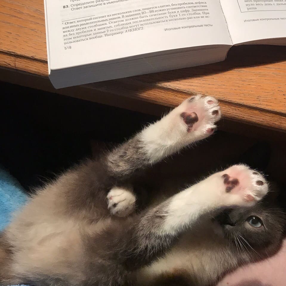 Кошка под столом