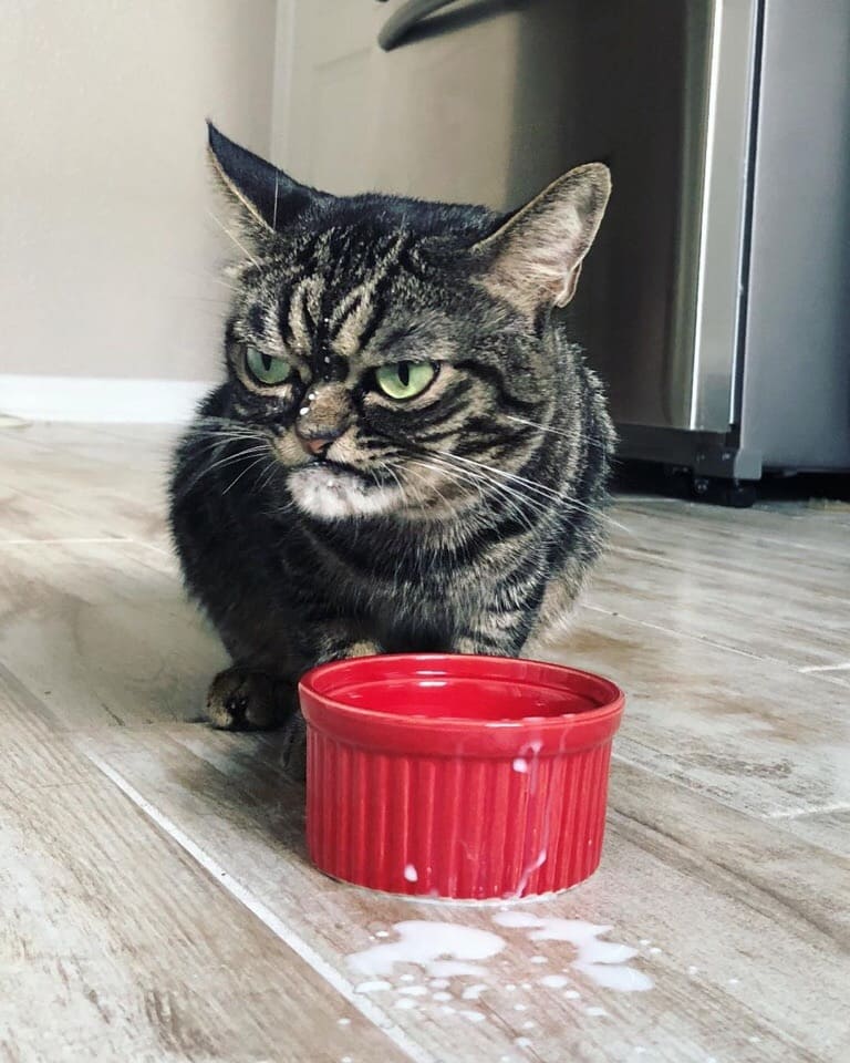 Котяра с красной миской