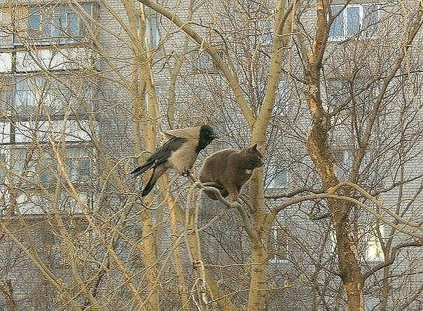 Кот с вороной сидят на ветке