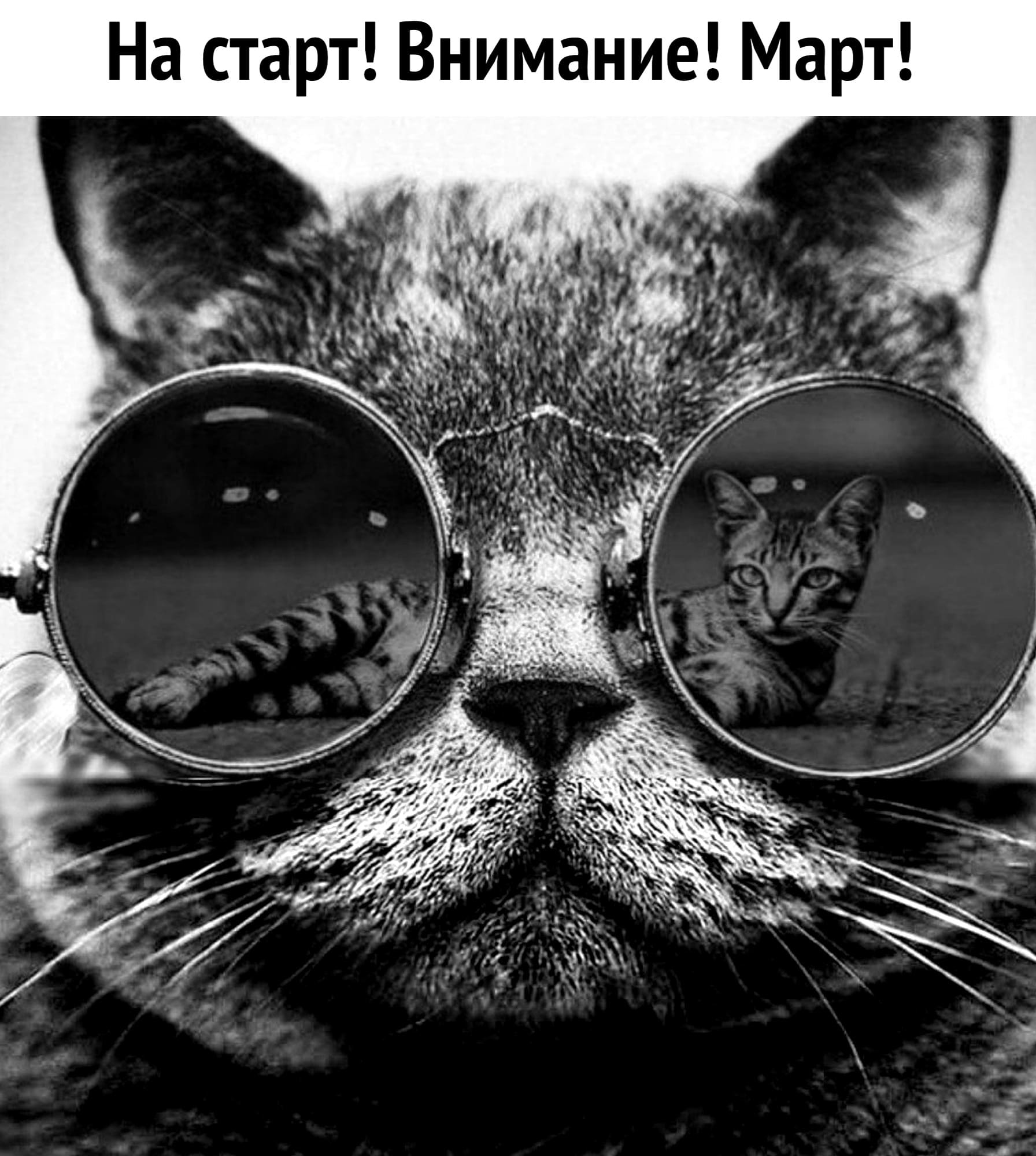 Мартовский кот в очках