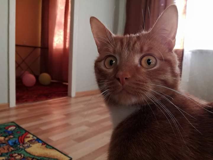 Это ещё что