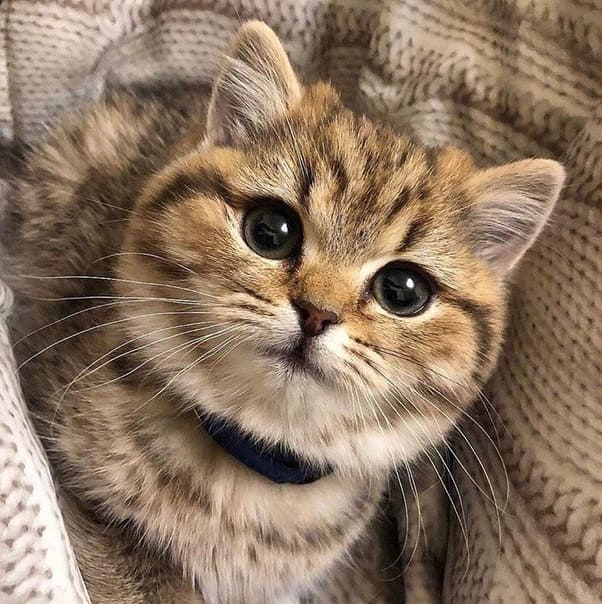 Полосатик в лежанке