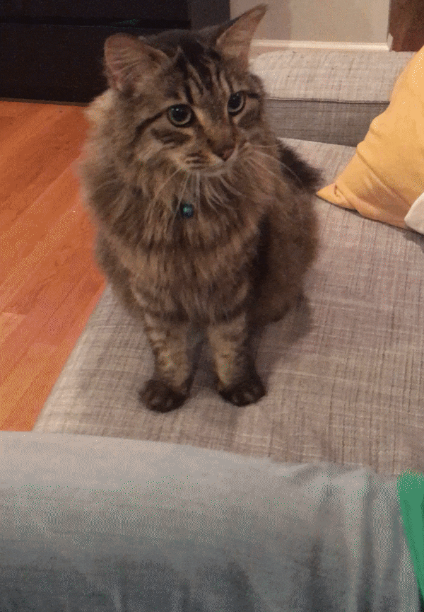 Знает когда класть лапку