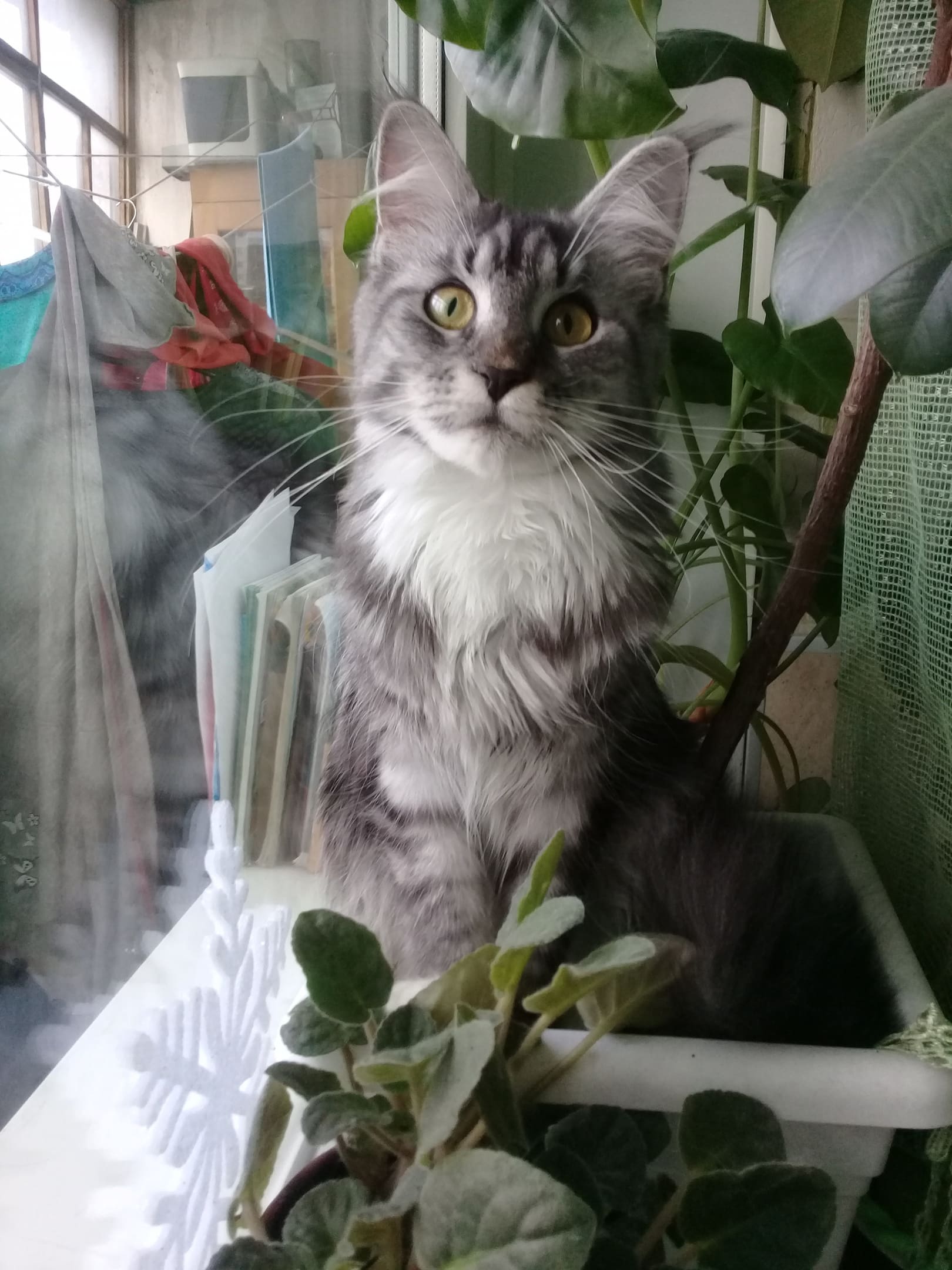 Серый котик и цветы