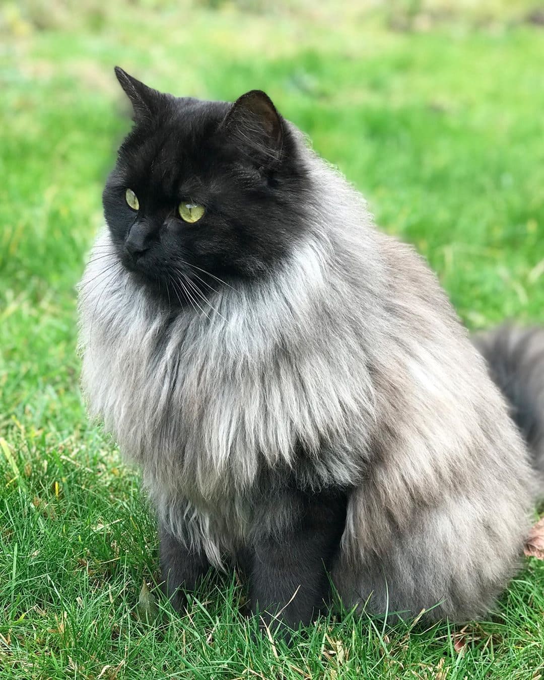 Пушистый двухцветный котяра сидит на травке