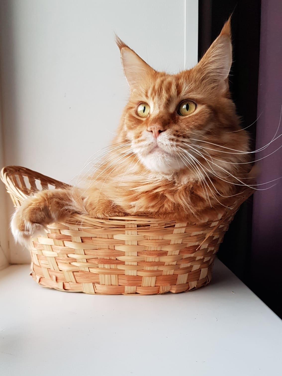 Рыжий кот в корзине