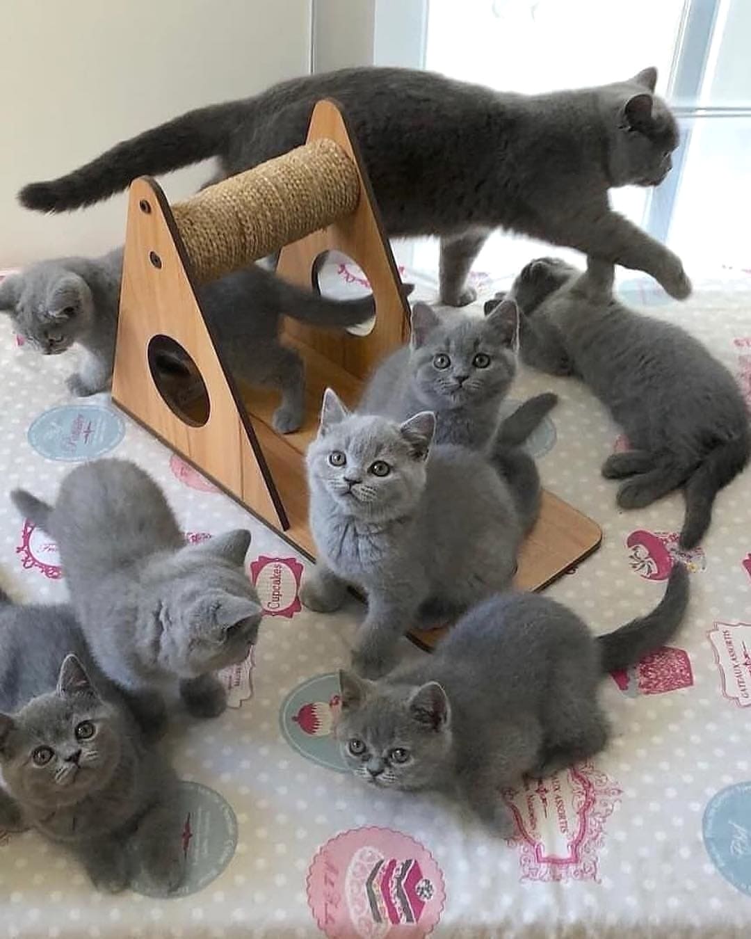 Пора отдохнуть от котят