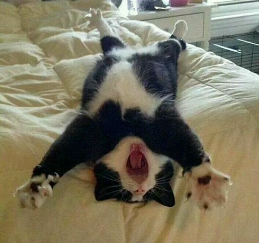 Чёрно с белым котик зевает лёжа на спине