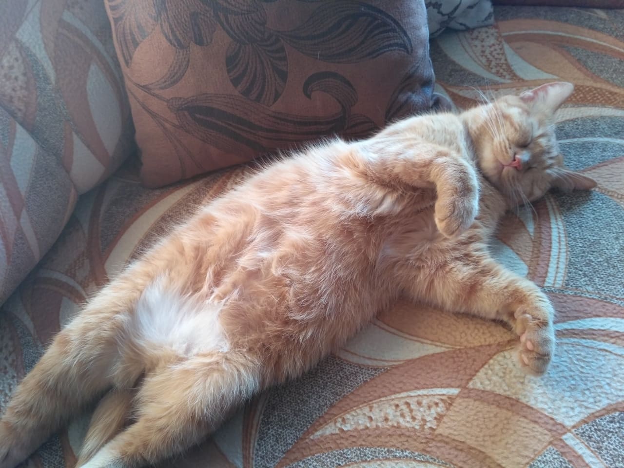 Развалился рыжулька как на пляже