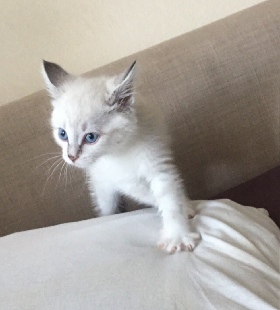 Я последний раз у вас спрашиваю