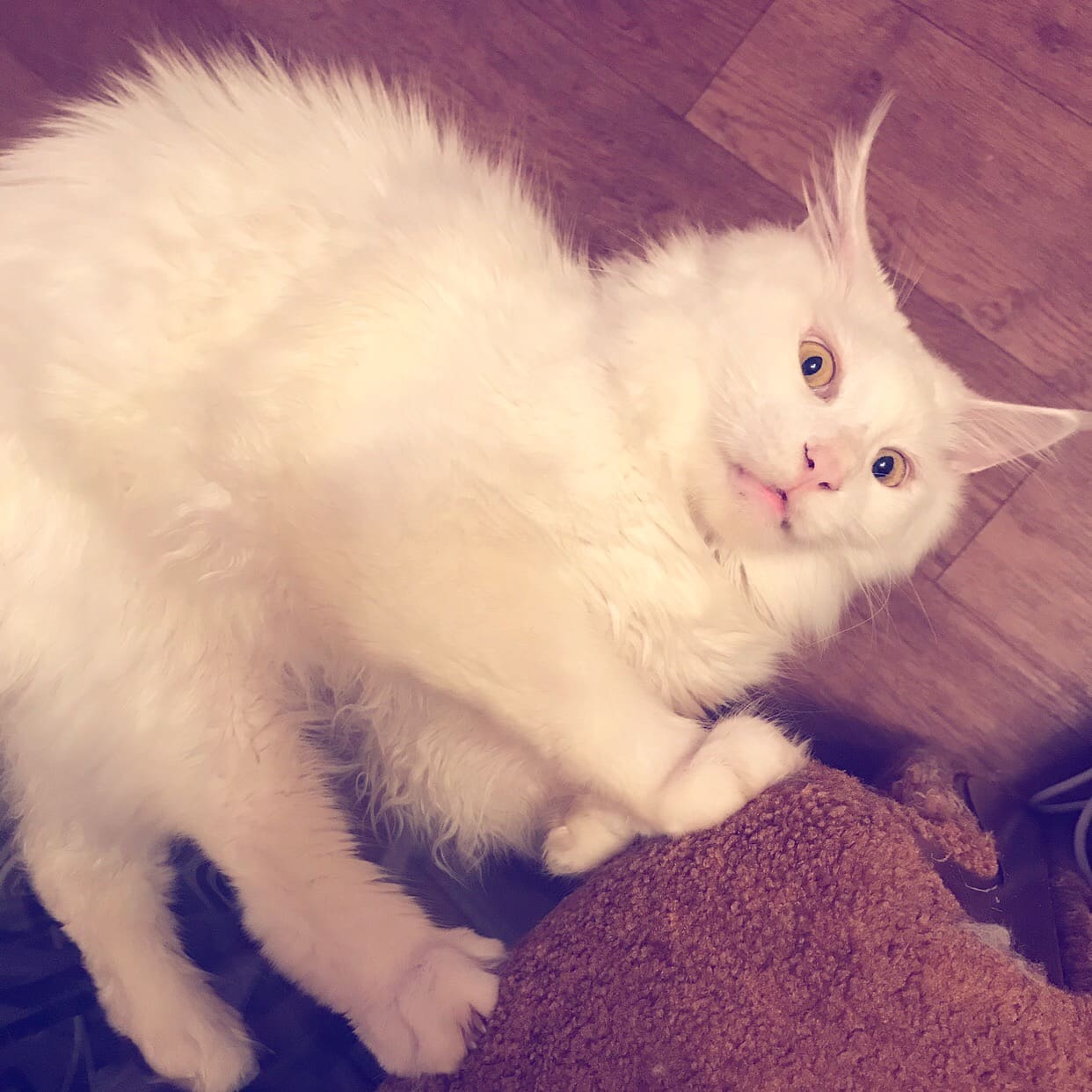 Настороженный белый кот