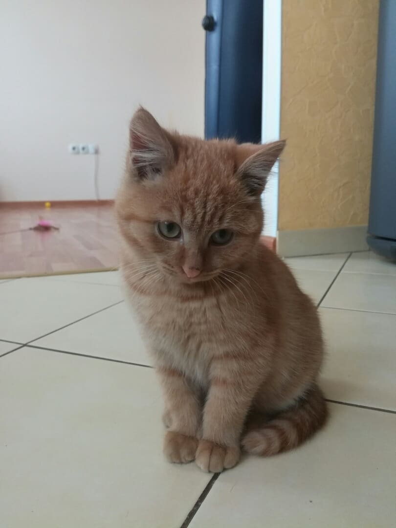 Милый коричневый котёнок