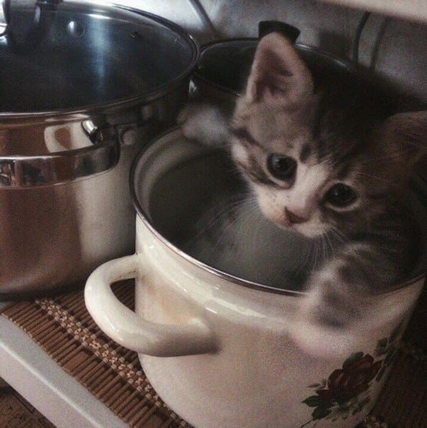 Тонкие намёки от котёнка