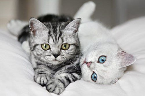 Котятки отдыхают