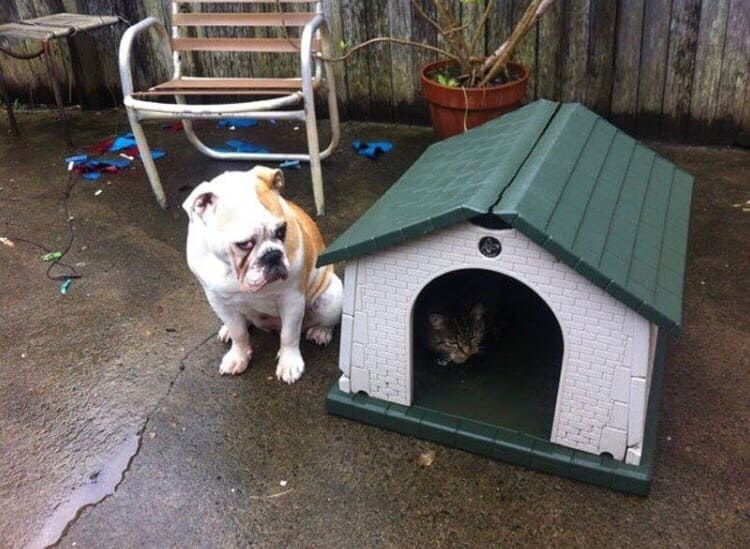 Мяукающее выселение собаки