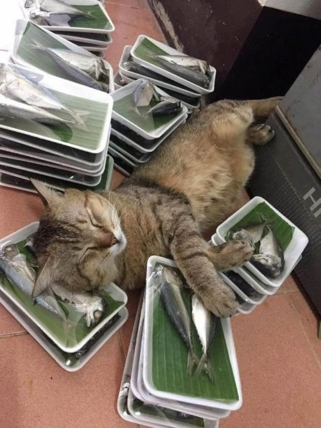 Спящий кот на рыбзаводе