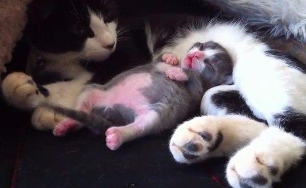 Чёрно белая кошка со спящим котёнком
