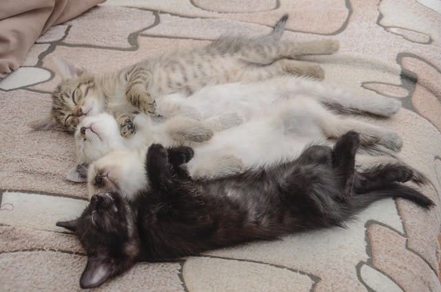 Четыре котёнка спят на ковре