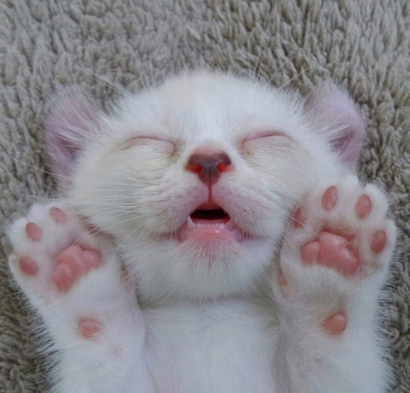 Белый котёнок на меховушке