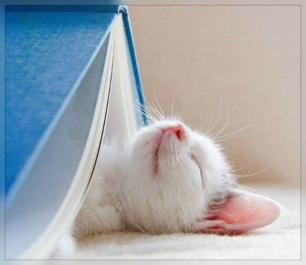 Котёнок в домике из книги