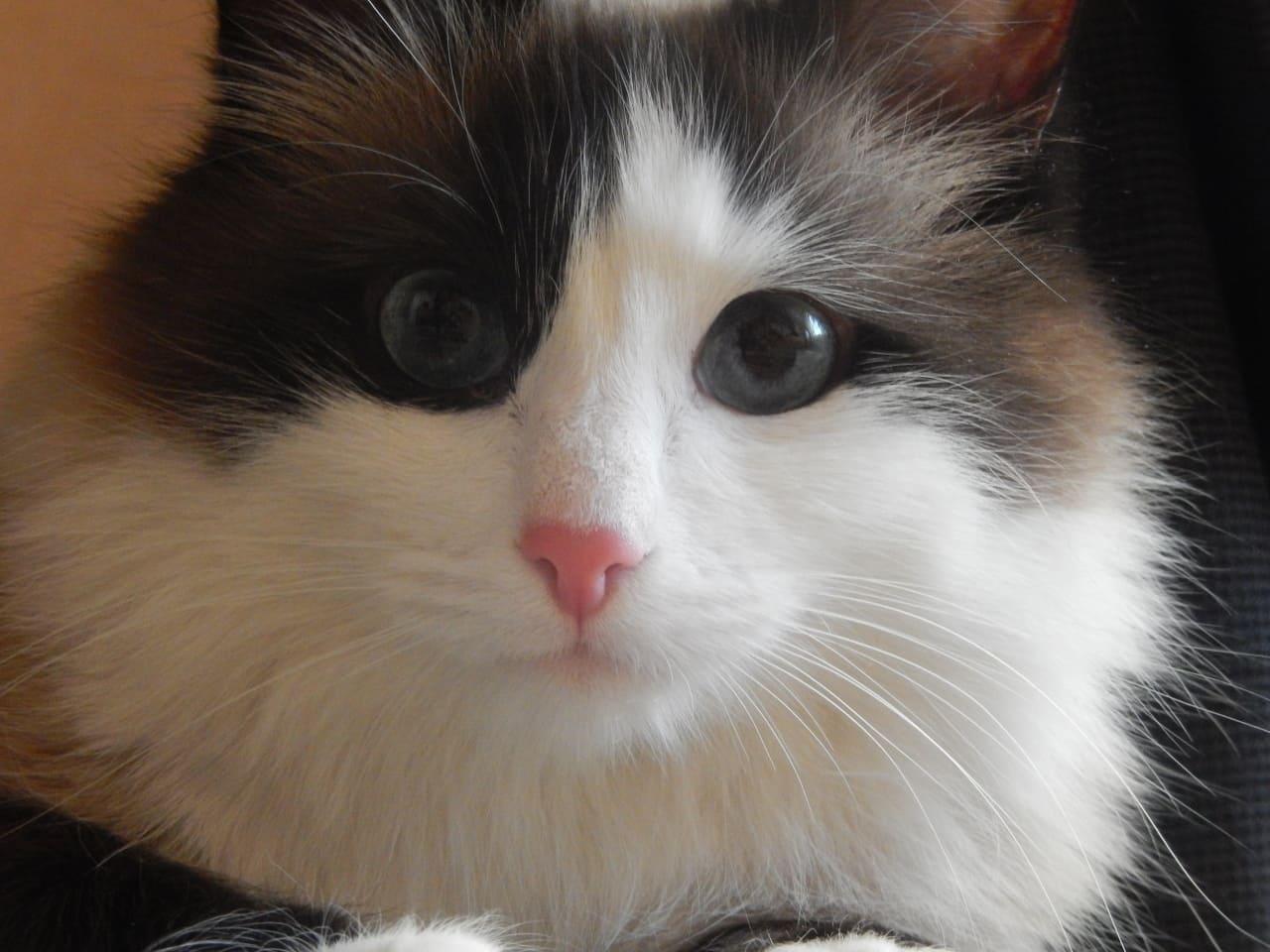 Трёхцветная мордочка кошки