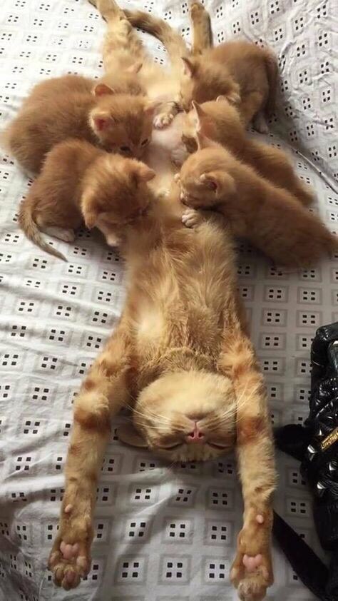 Рыжая кошка с рыжими котятами