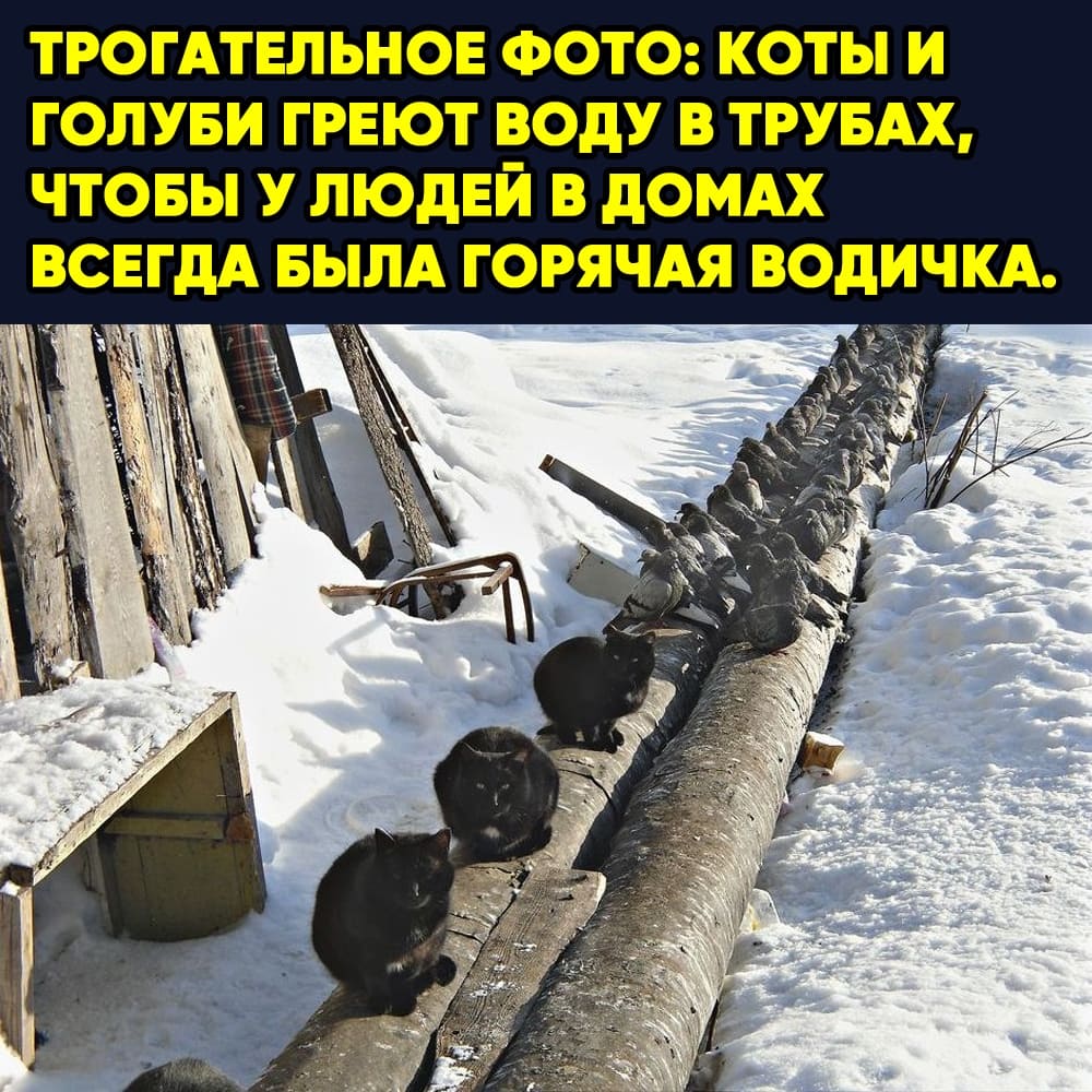 Кошки и голуби на трубе отопления