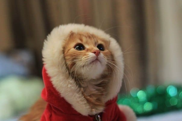 Деда мороза можно не звать