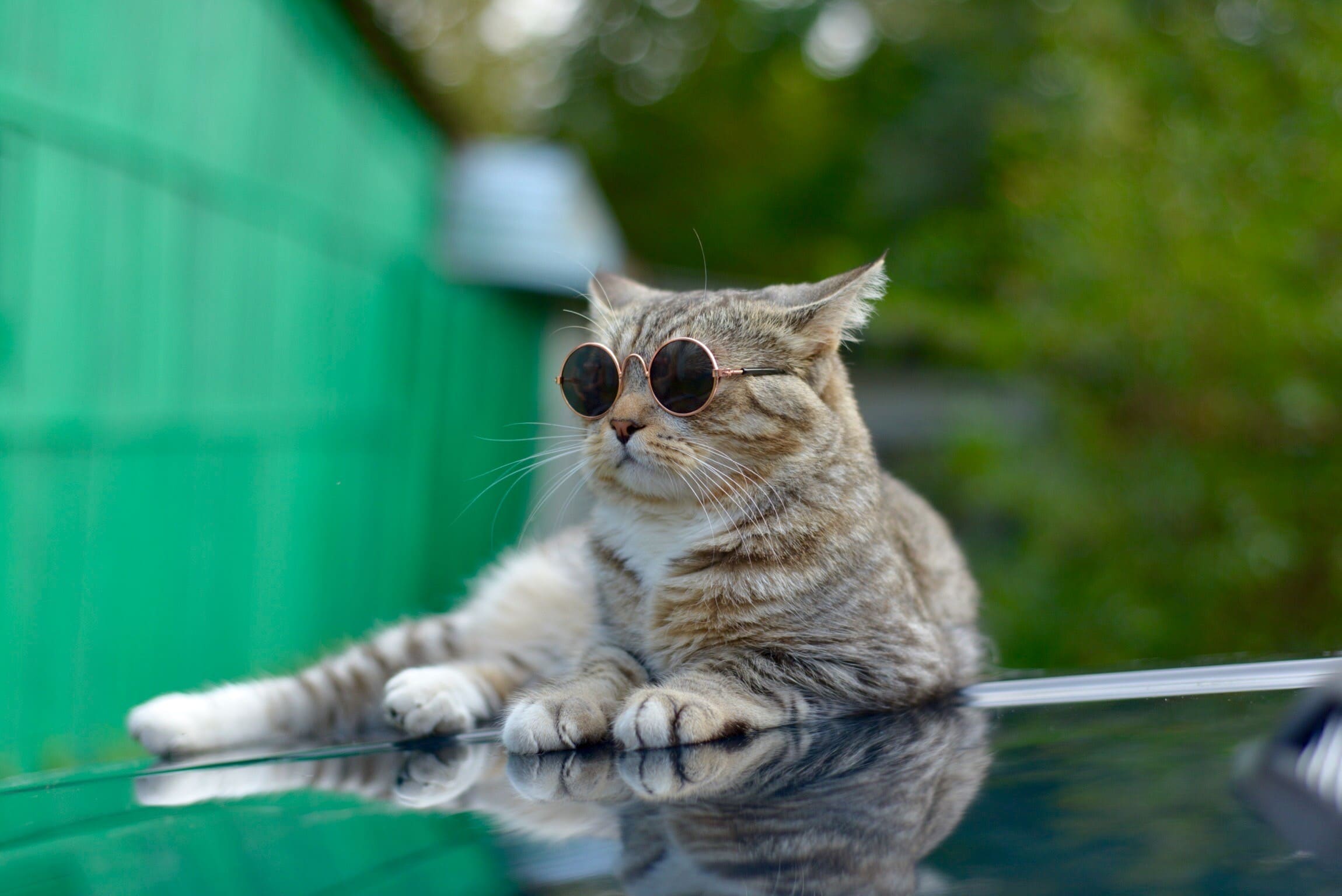 Кот на автомобиле