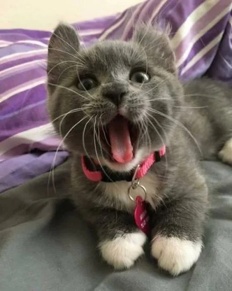 Сейчас как зевну